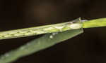 Mudbank crowngrass